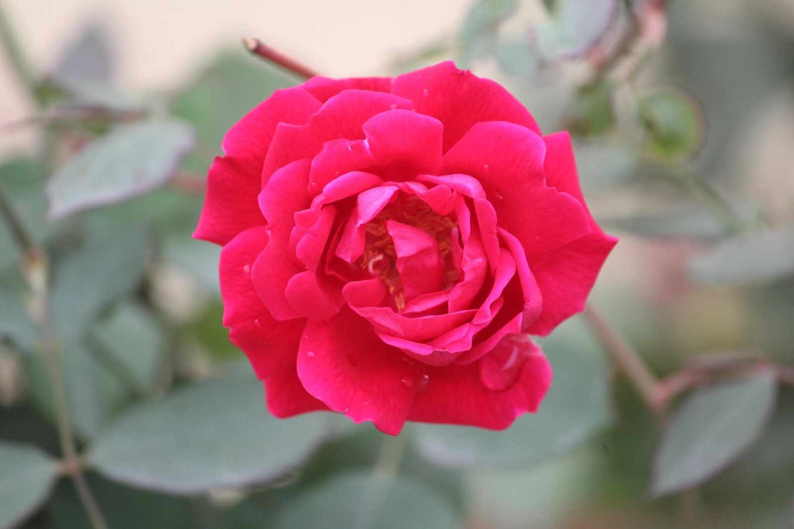 Canon EOS 1200D (EOS Rebel T5 / EOS Kiss X70 / EOS Hi) sample photo. Rose, flower, nature photography