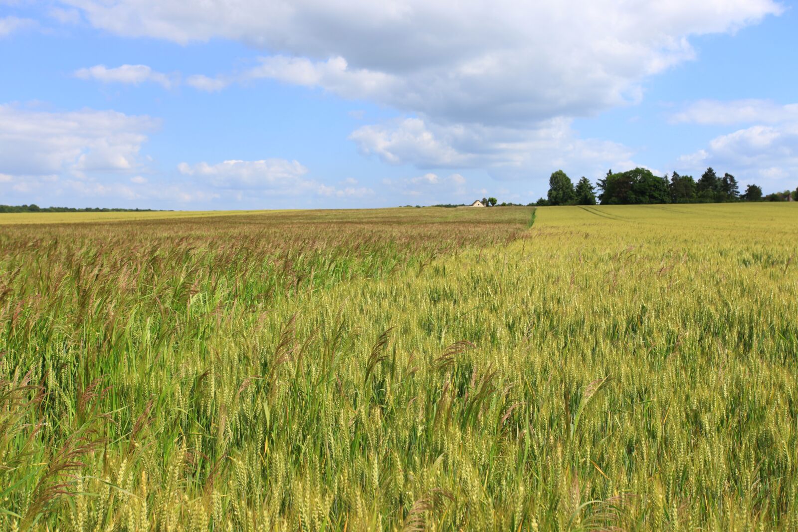 Canon EOS 5D Mark II sample photo. Wheat, fields, cornfield photography