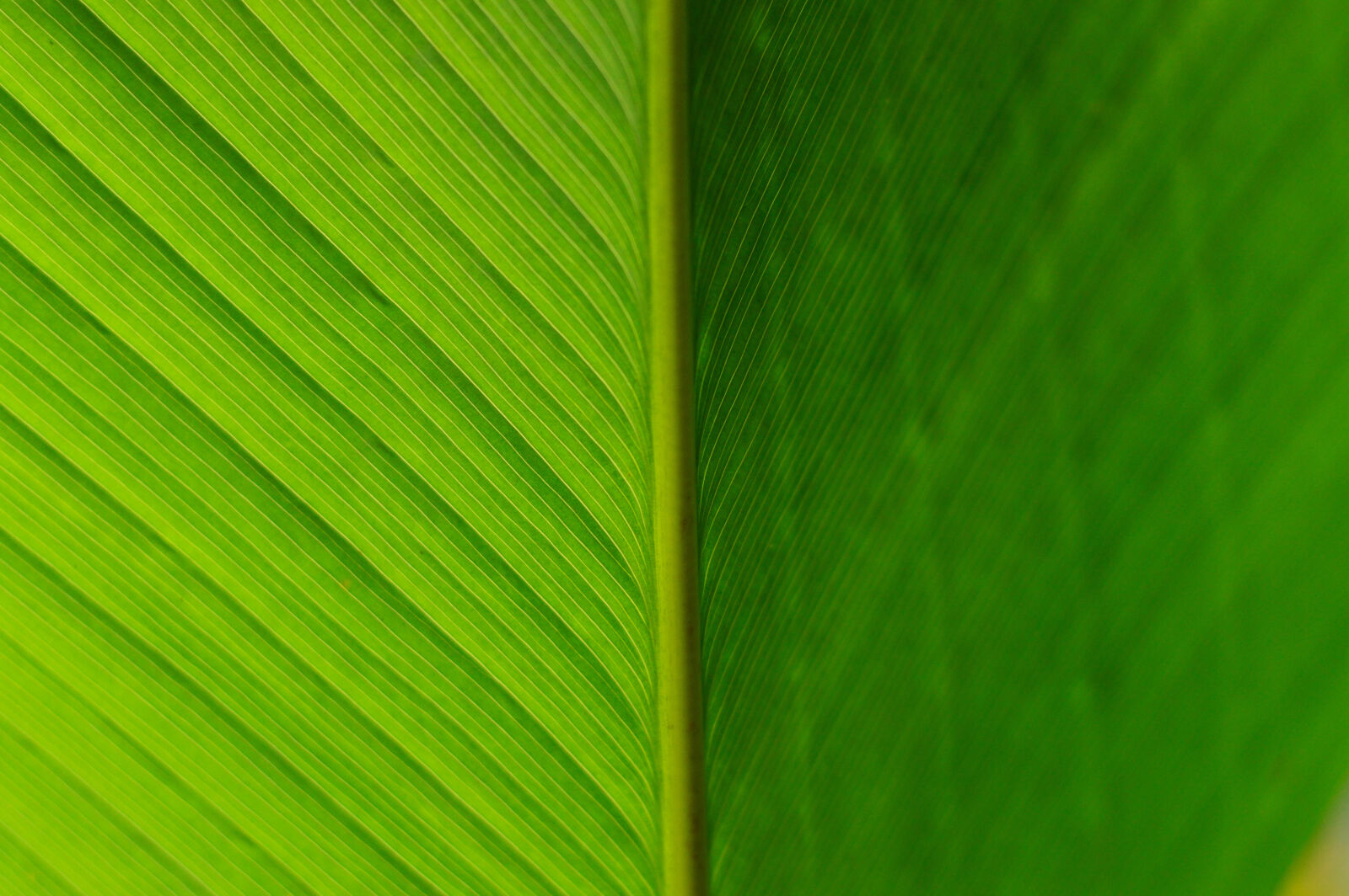 Nikon D3200 sample photo. Abstract, beautiful, blur, botanical photography