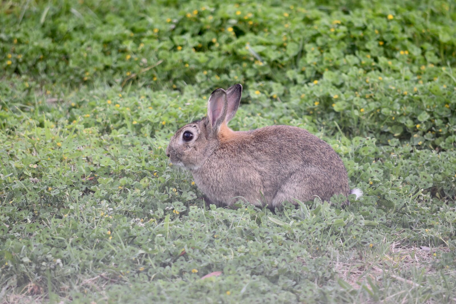 Nikon D5600 sample photo. Rabbit, animal, bunny photography