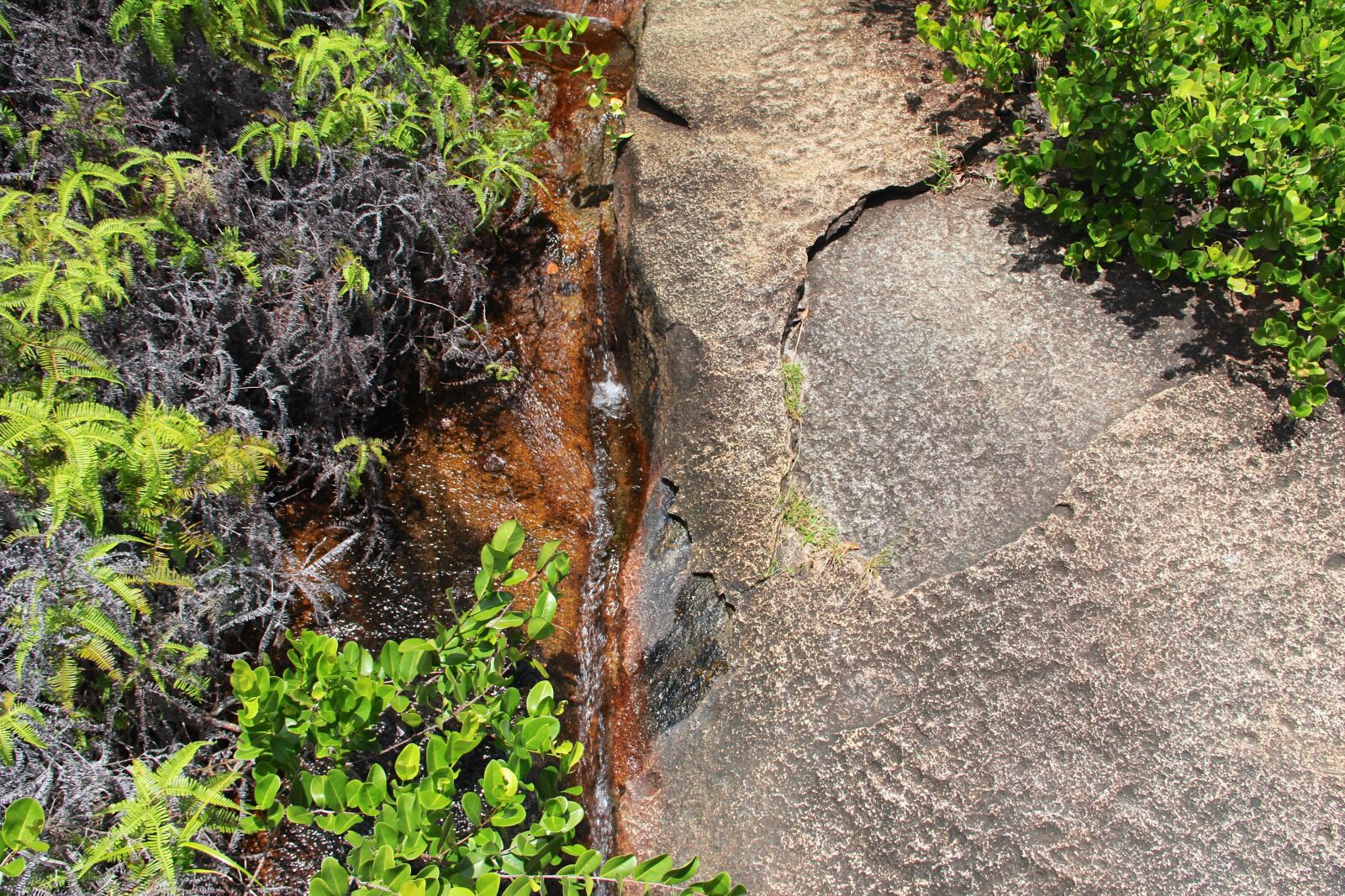 Canon EF-S 18-135mm F3.5-5.6 IS sample photo. Rock, plant, live photography
