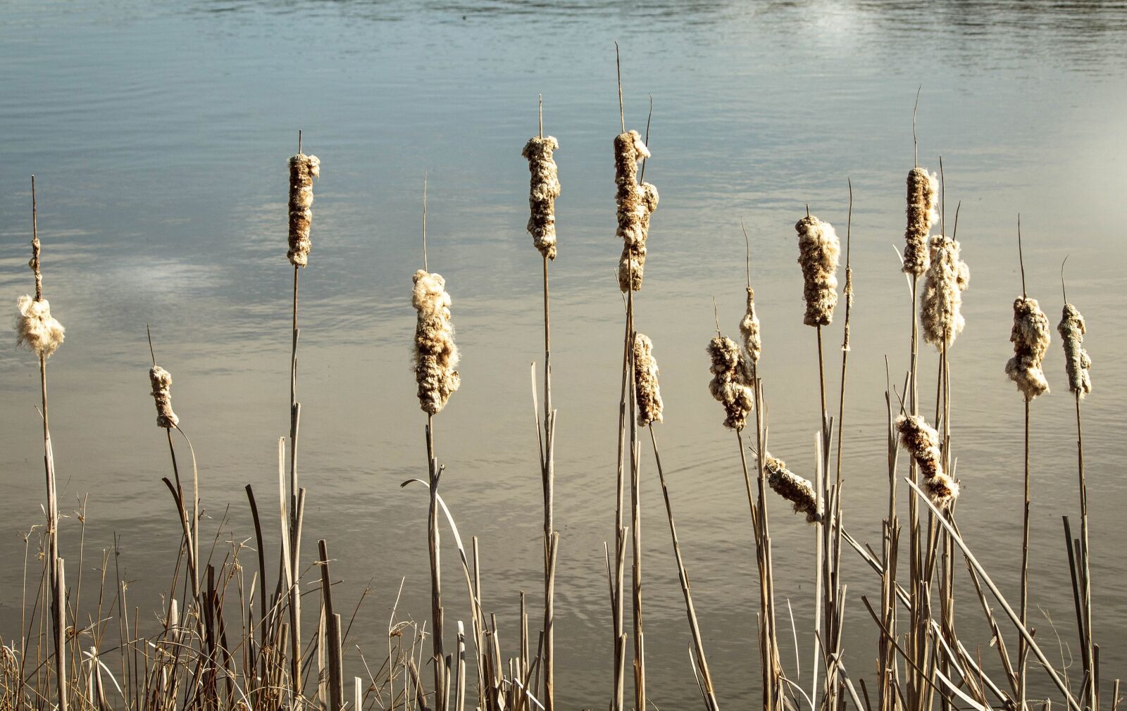 Canon EOS 600D (Rebel EOS T3i / EOS Kiss X5) sample photo. Cattails, reeds, bulrush photography