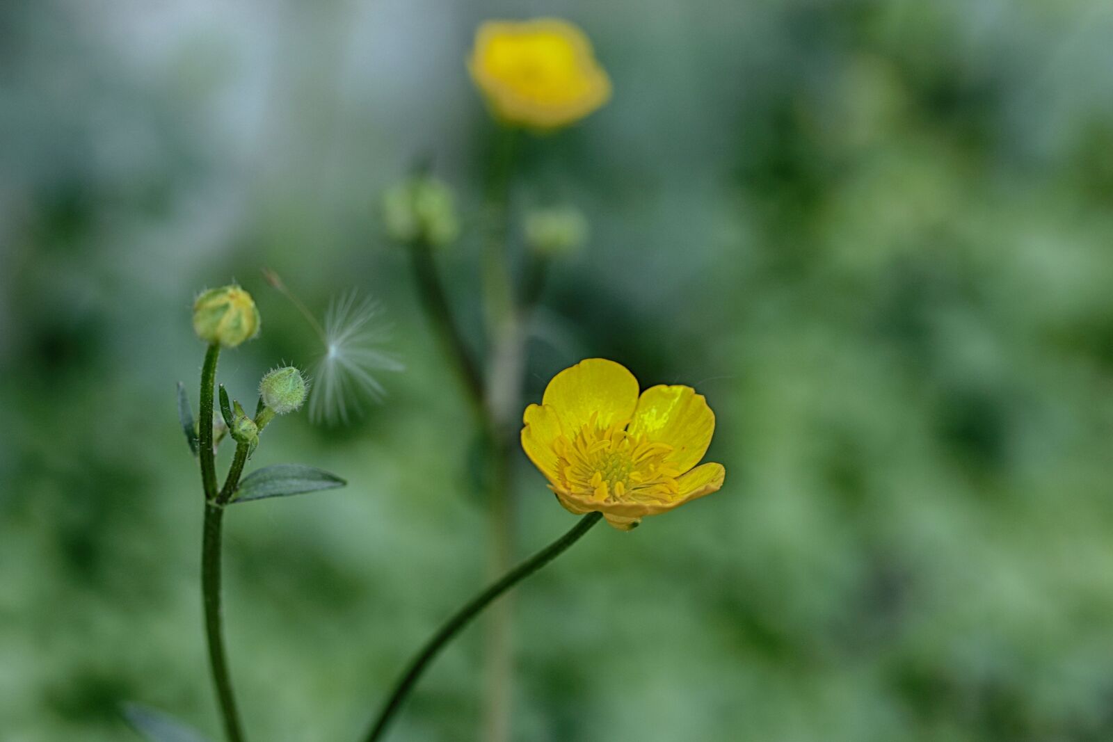 Canon EOS 7D Mark II sample photo. Flower, spring flower, nature photography
