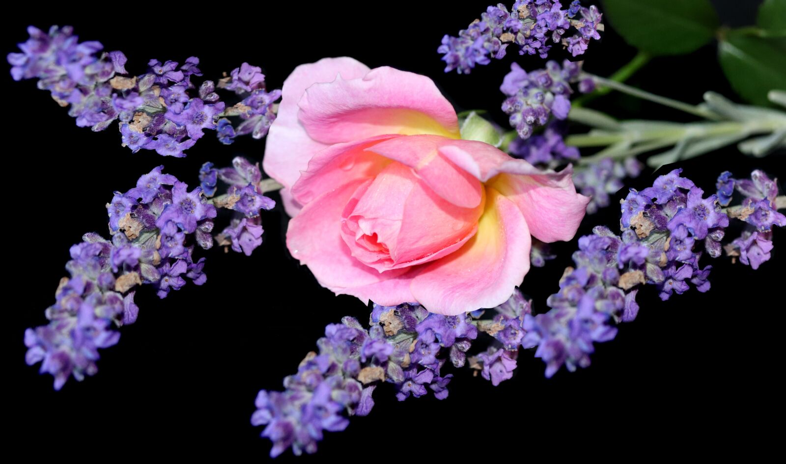 Canon EF-S 60mm F2.8 Macro USM sample photo. Flowers, lavender, perfume photography