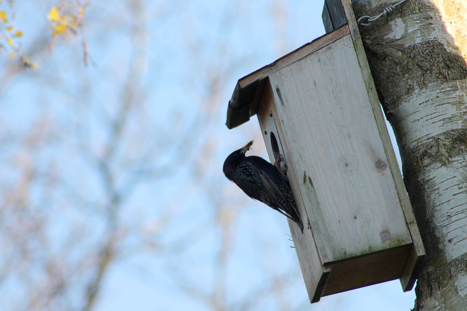 Canon EOS 1100D (EOS Rebel T3 / EOS Kiss X50) sample photo. Cataracts, garden birds, nesting photography