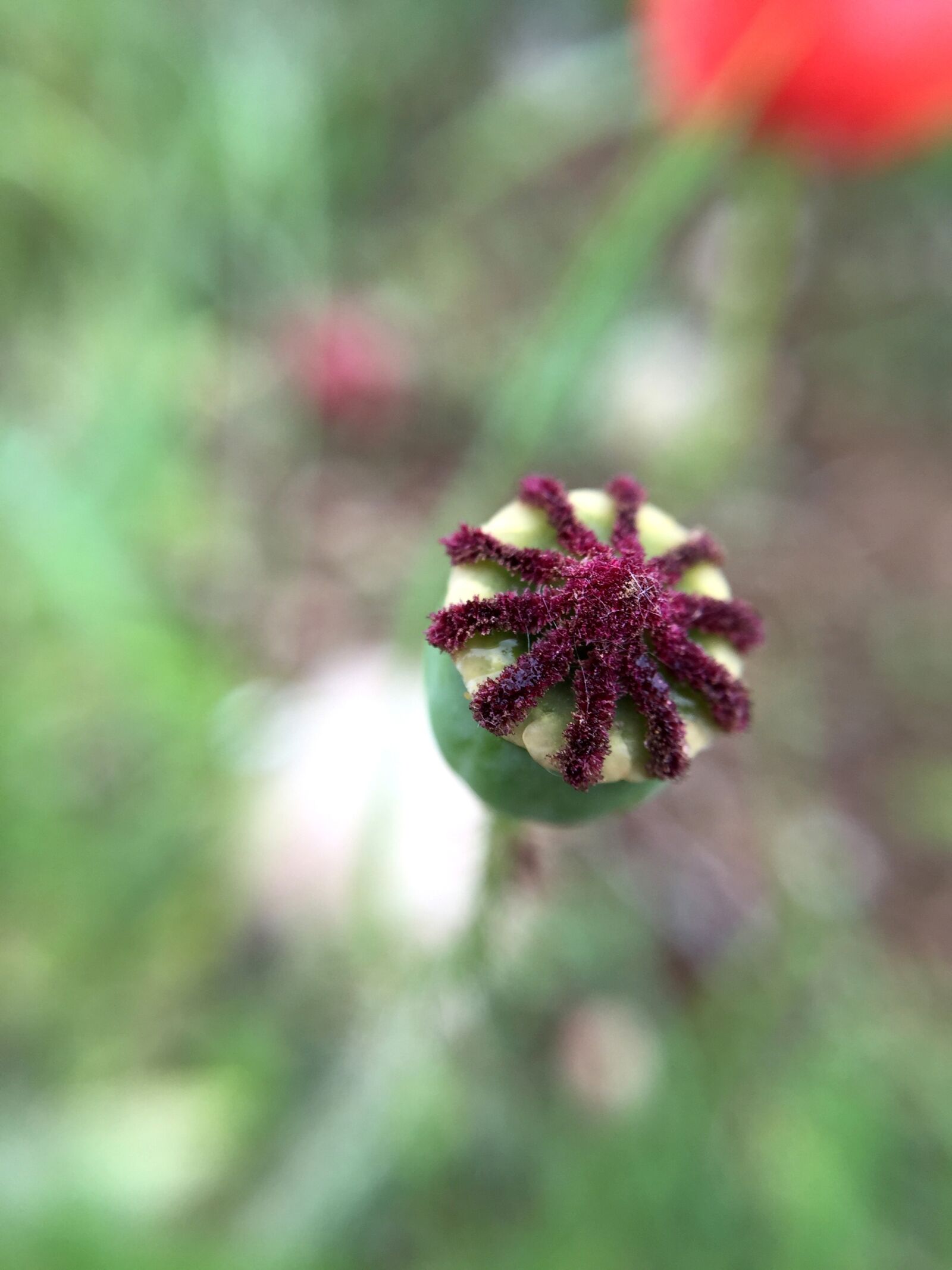 Apple iPhone 6 sample photo. Nature, flower, plant photography