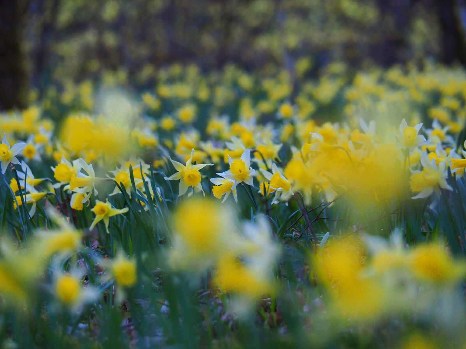 Olympus OM-D E-M10 II + OLYMPUS M.14-150mm F4.0-5.6 II sample photo. Nature, narcissus, flowers photography