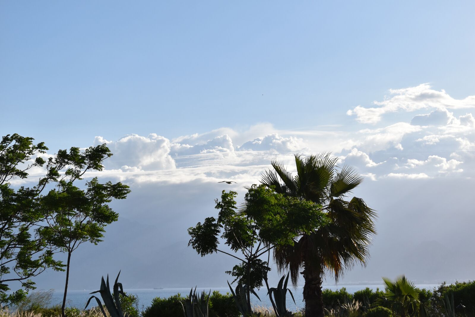Nikon D3500 sample photo. Park, nature, peace photography