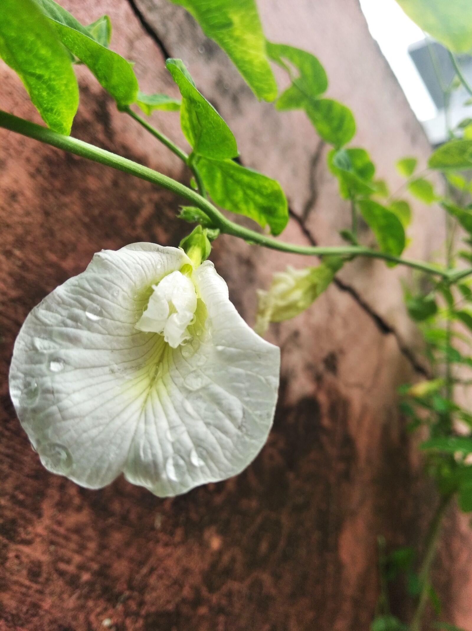 Xiaomi Redmi 7A sample photo. White, flower, garden photography