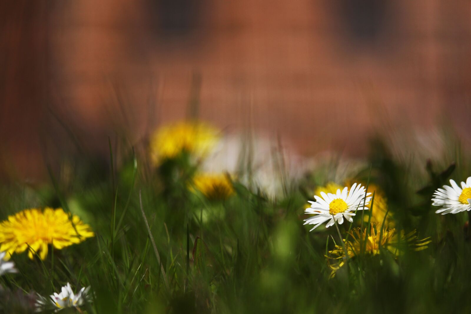 Canon EF-S 55-250mm F4-5.6 IS STM sample photo. Spring meadow, fachwerkhaus, farm photography
