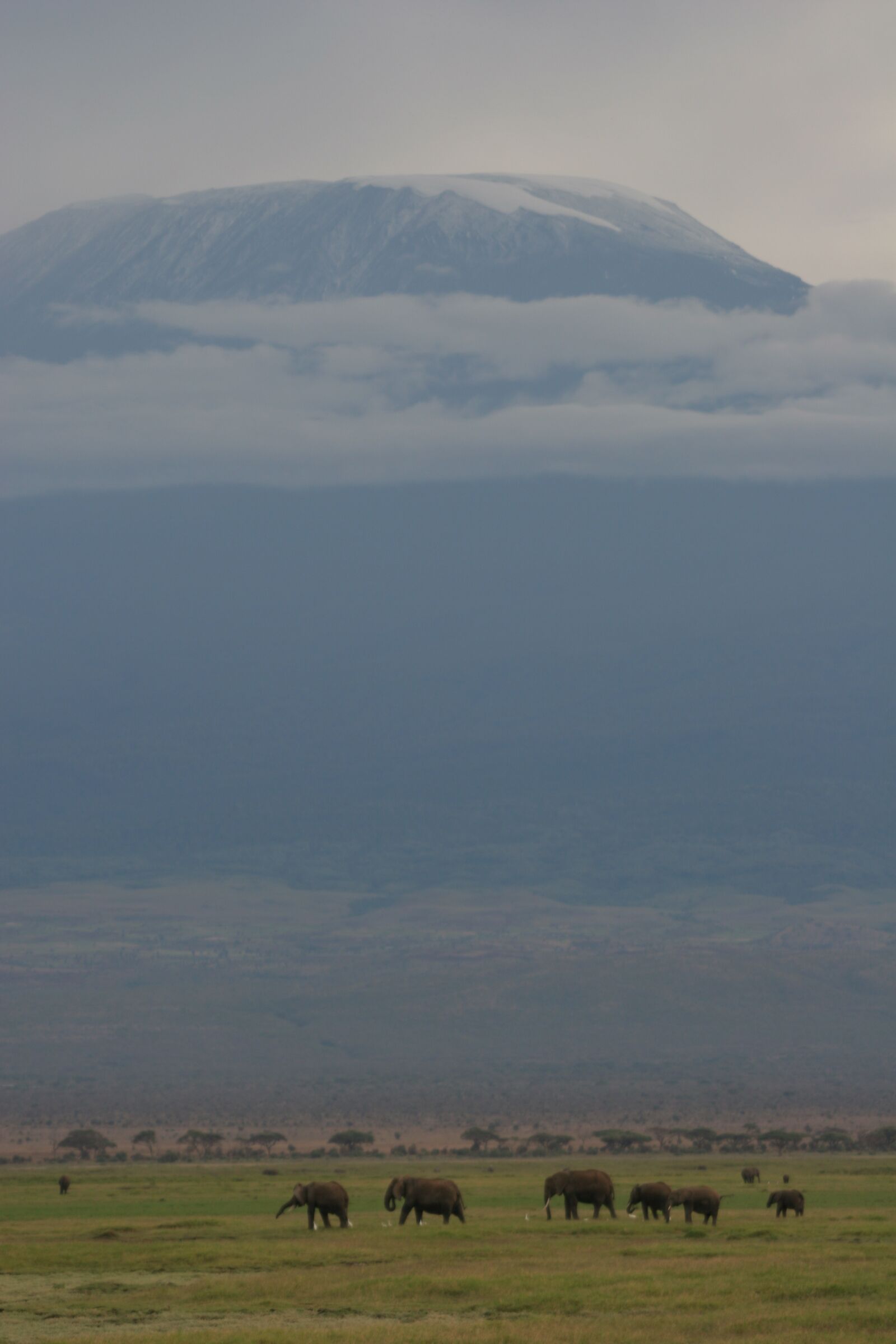 Canon EOS 20D sample photo. Kilimanjaro, animals, elephant photography