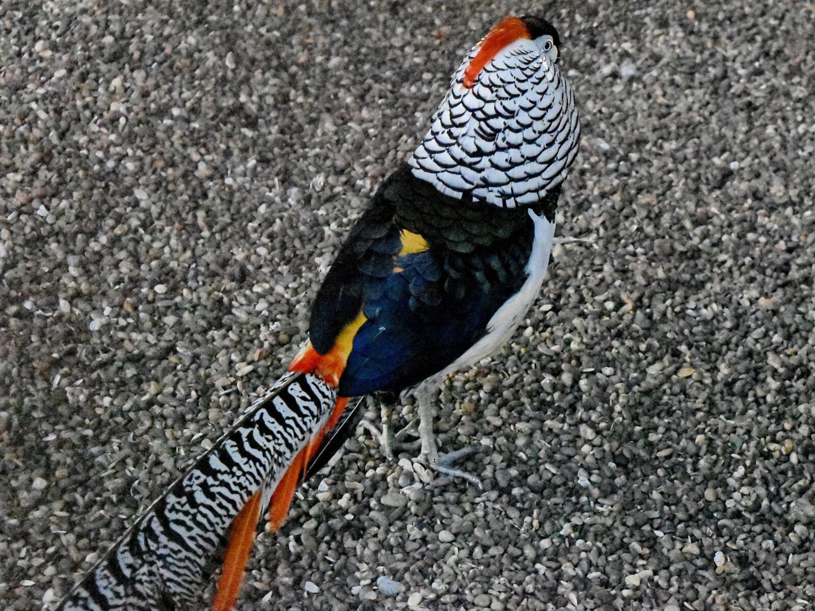 Nikon D5500 sample photo. Colourful, pheasant, tail, bird photography