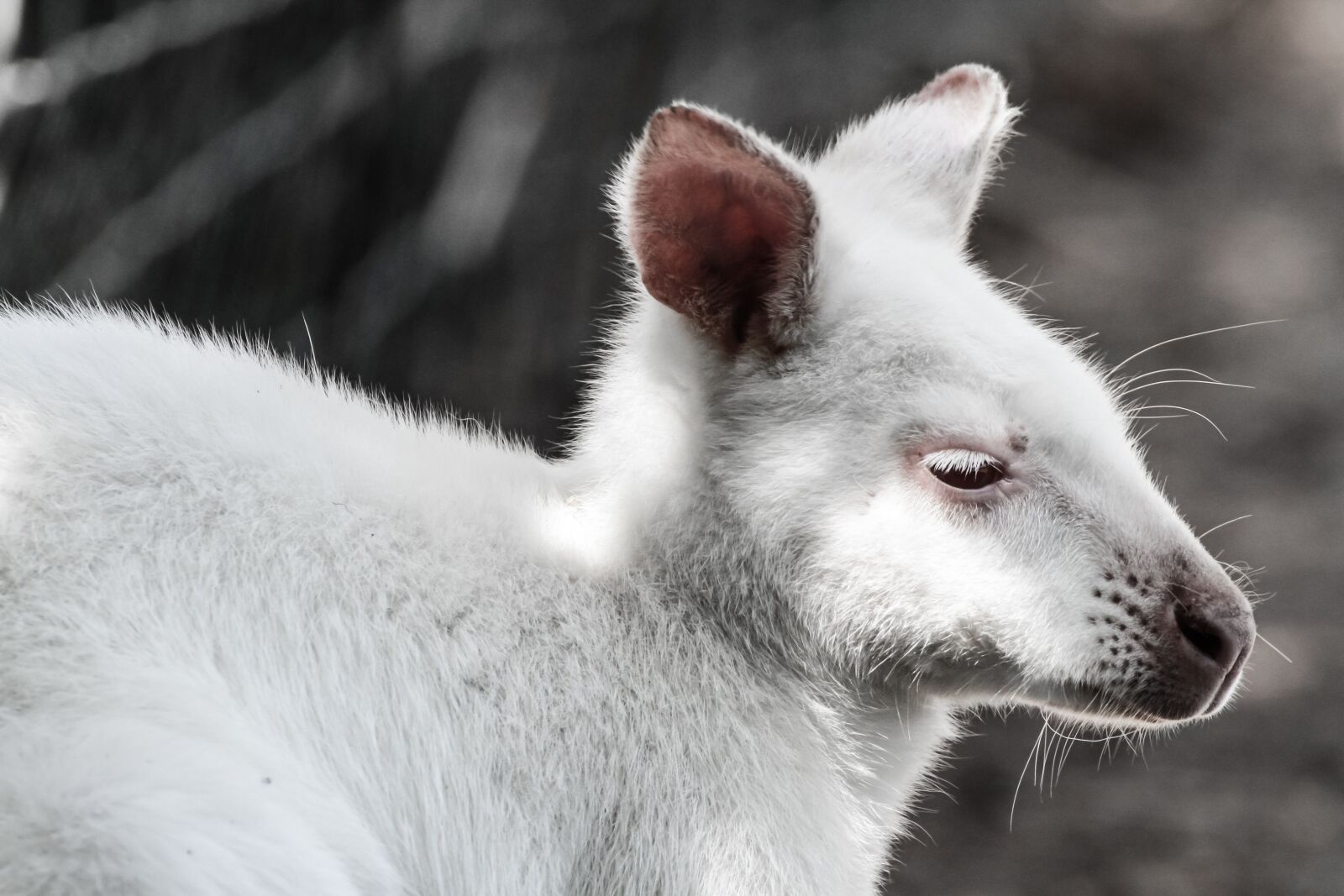 Canon EOS 7D sample photo. White kangaroo, mammal, kangaroo photography