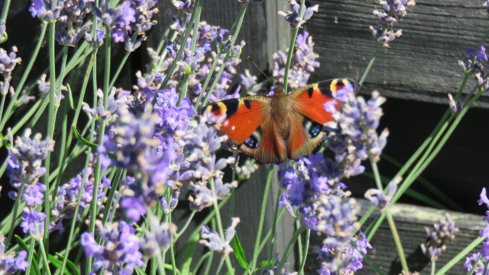Canon PowerShot SX700 HS sample photo. Butterflies, peacock, nature photography