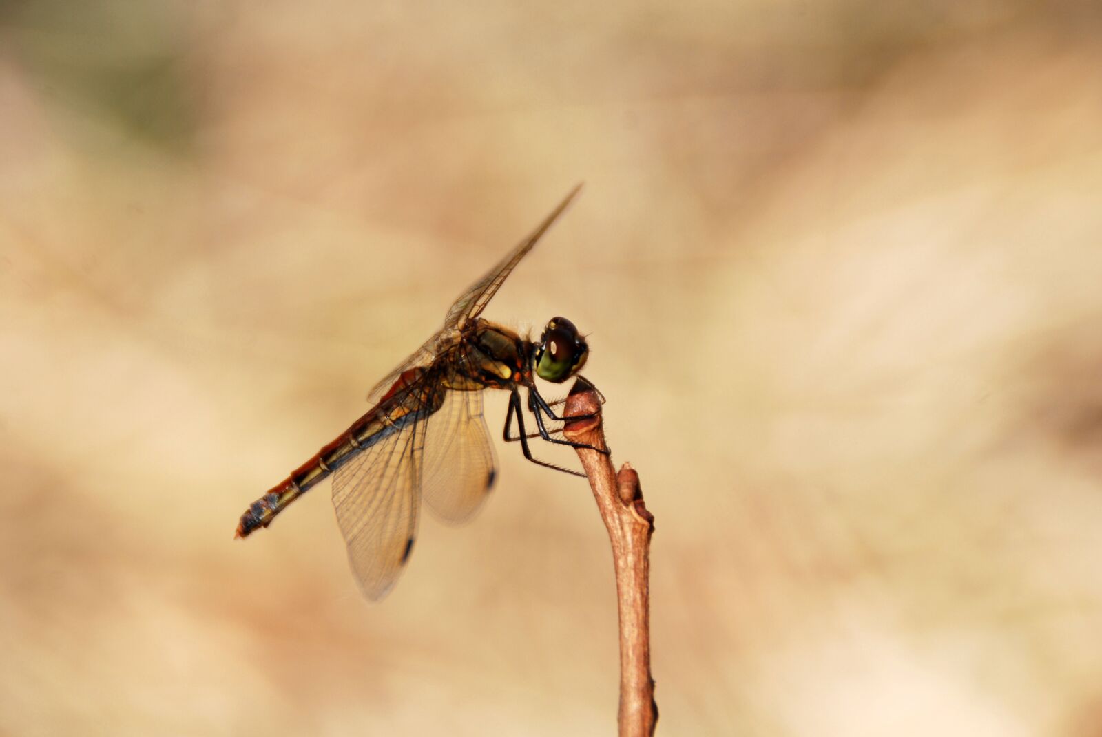 Nikon D40X sample photo. Dragonfly, insect, bug photography