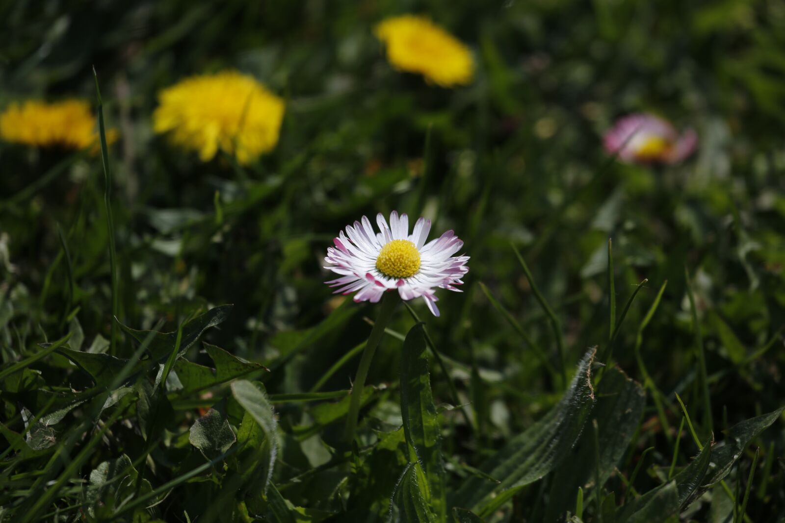 Canon EF 100-400mm F4.5-5.6L IS USM sample photo. Meadow, green, landscape photography