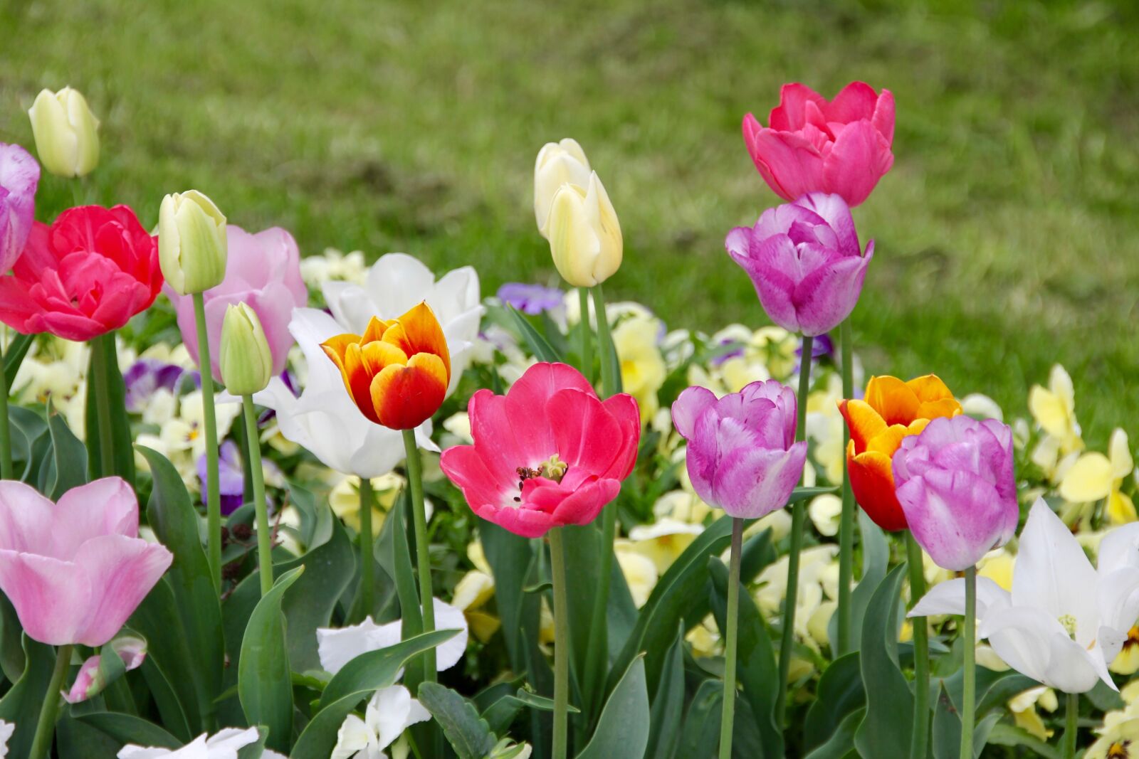 Canon EOS 60D sample photo. Tulips, tulipa, tulpenzwiebel photography