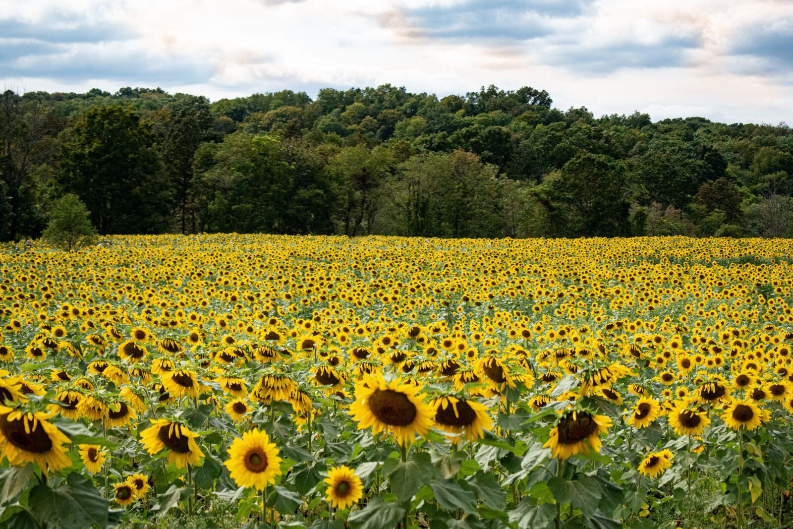 Nikon D3500 sample photo. Sunflower, field, summer photography