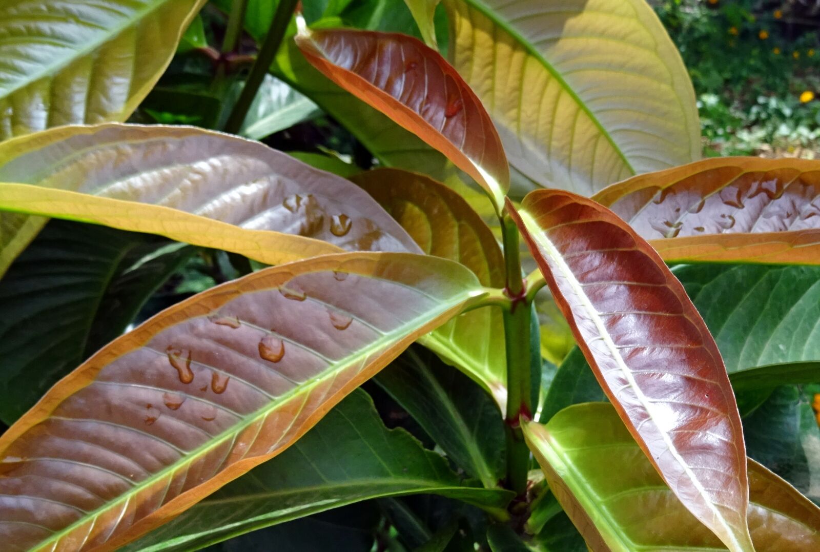 Sony DSC-HX60V sample photo. Leaves, shoot, young photography