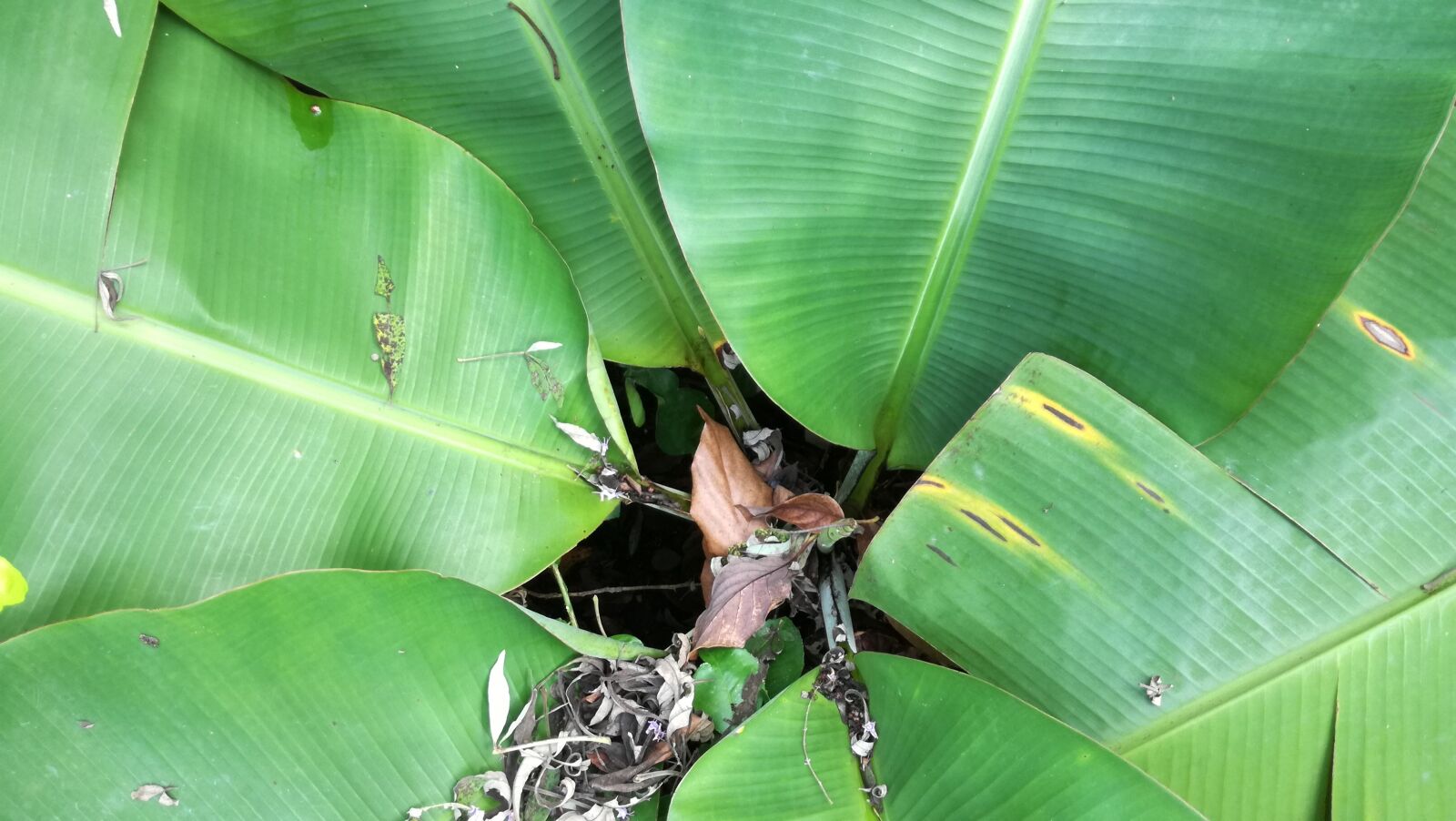 HUAWEI P9 LITE sample photo. Leaf, plant, nature photography
