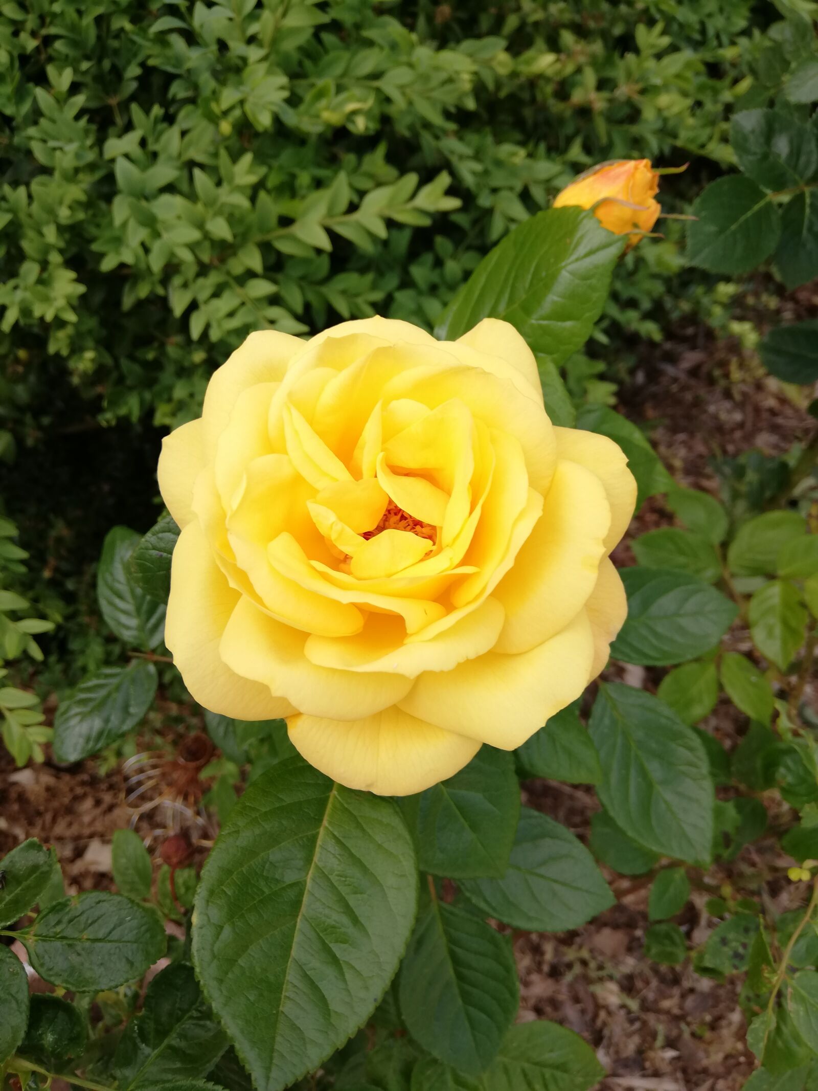 HUAWEI P20 lite sample photo. Rose, yellow, blossom photography
