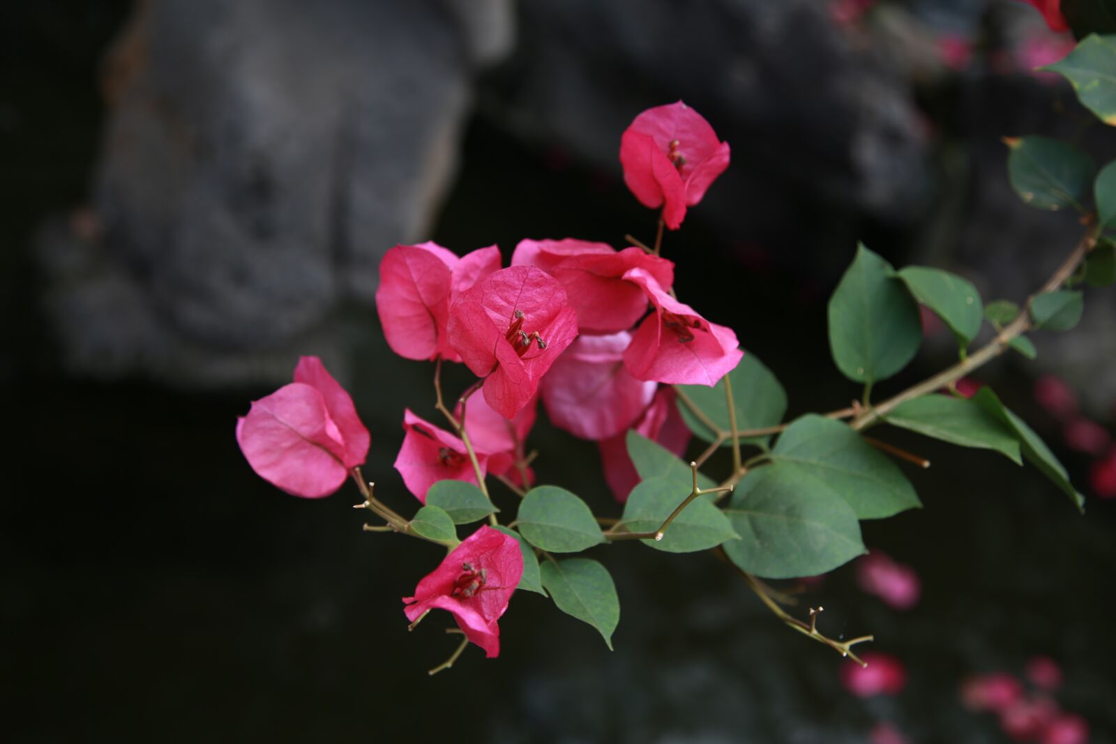 Canon EOS 6D + Canon EF 24-105mm F4L IS USM sample photo. The siberian, bougainvillea, paper photography