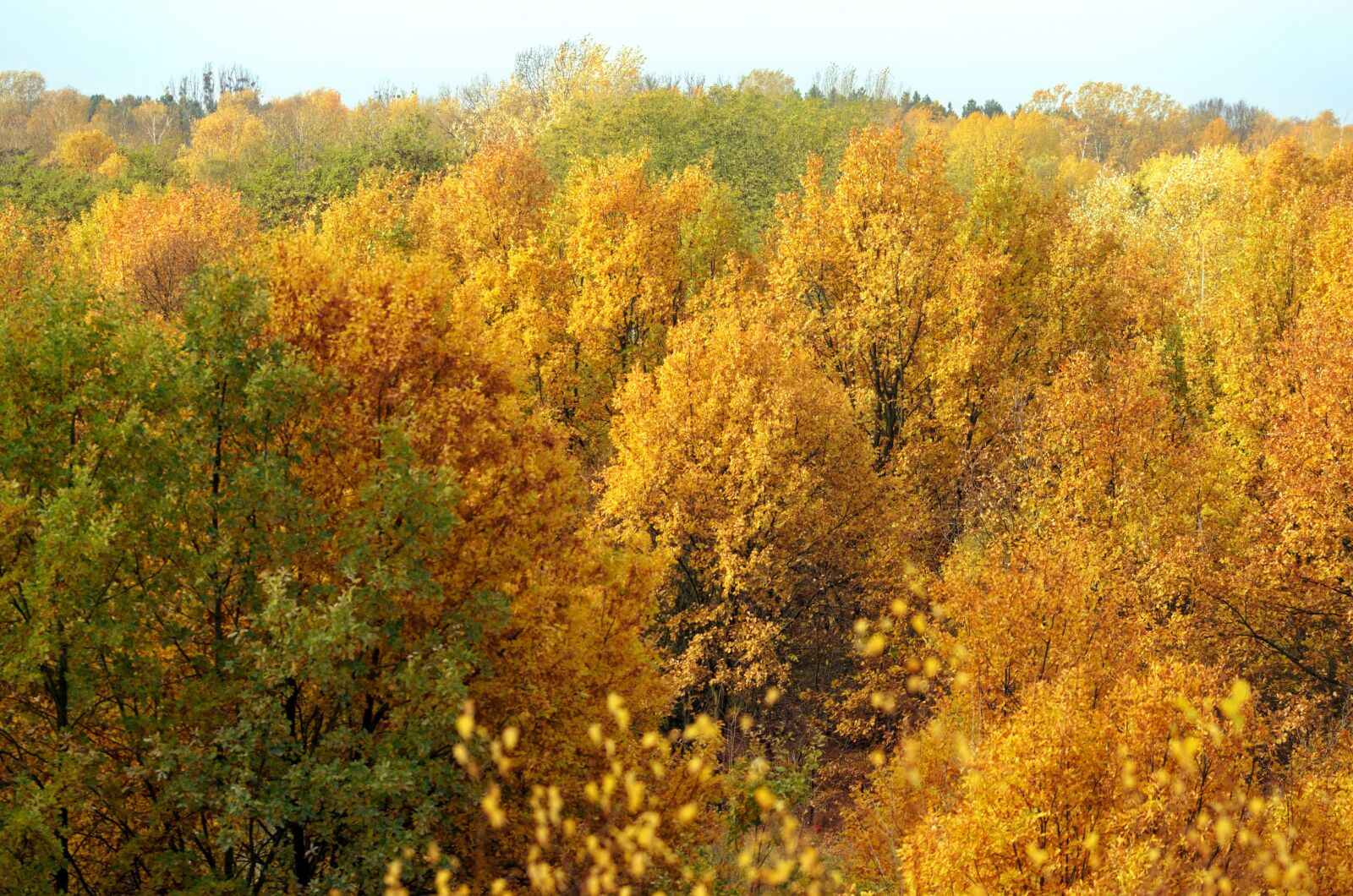 Nikon D5100 sample photo. Forest, autumn, trees photography