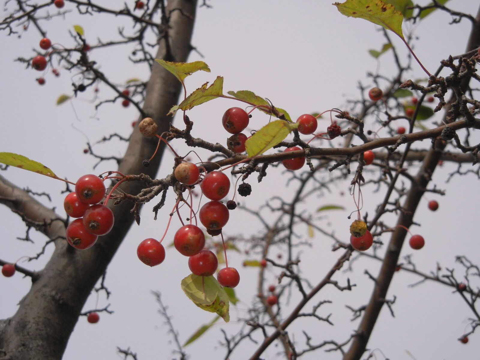Nikon Coolpix S8100 sample photo. Washington hawthorn, berries, tree photography