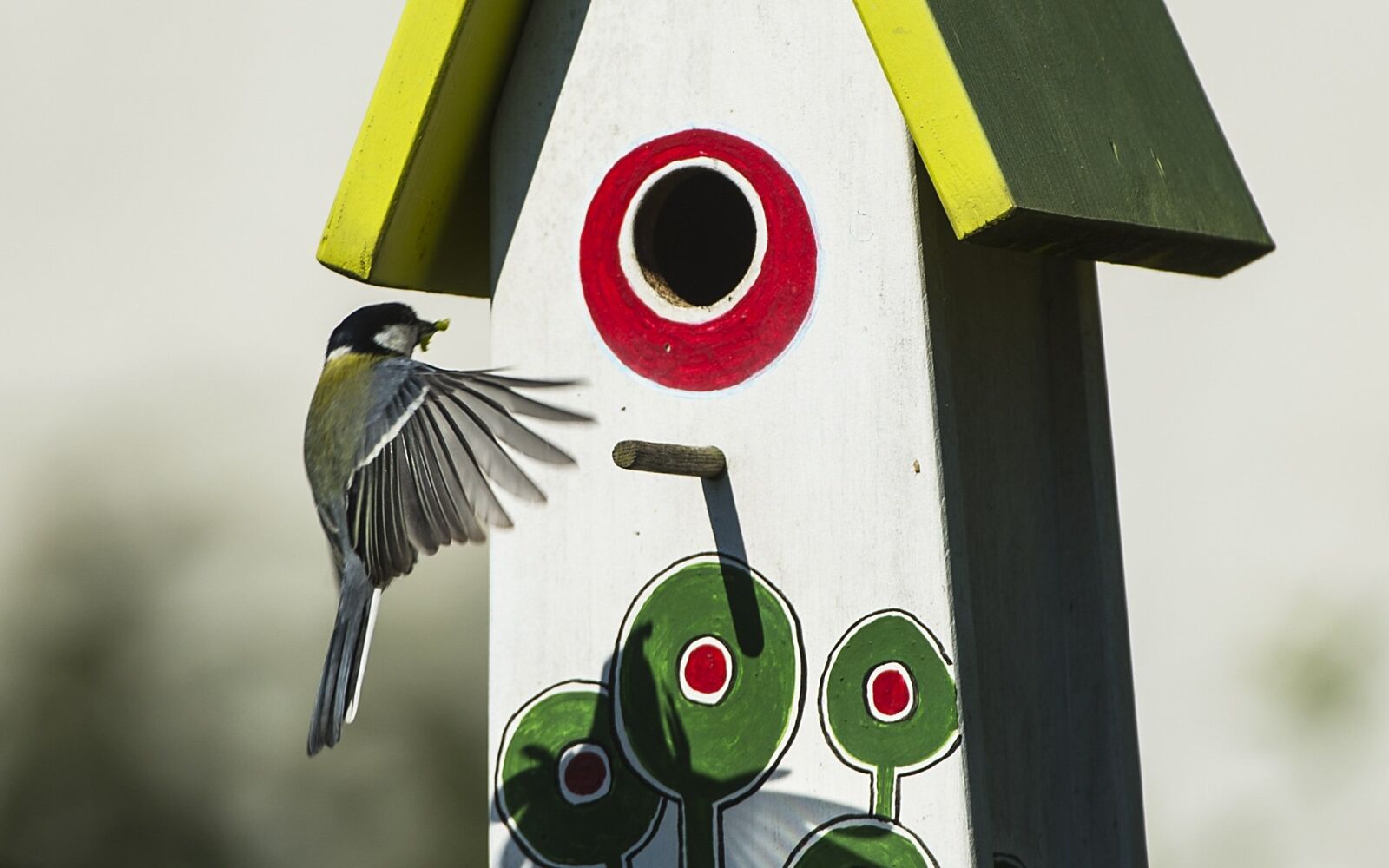 Nikon D4 sample photo. Tit, approach, feeding photography