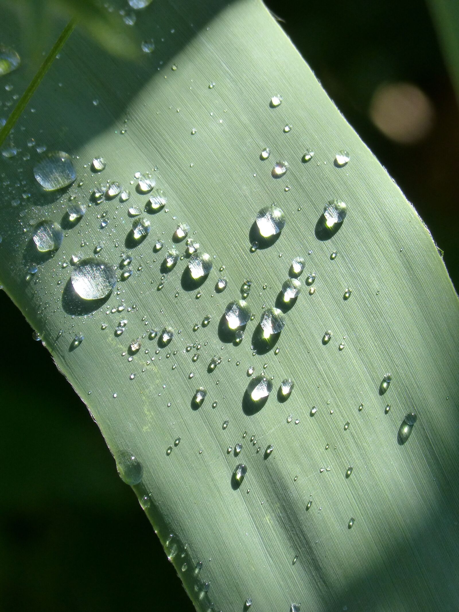 Panasonic DMC-FZ62 sample photo. Leaf, drops, rocio photography