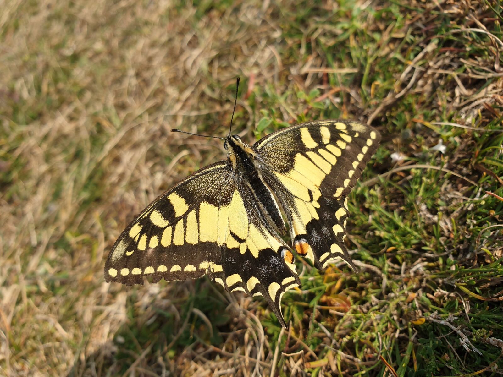 Samsung SM-G960F sample photo. Old world swallowtail, butterfly photography