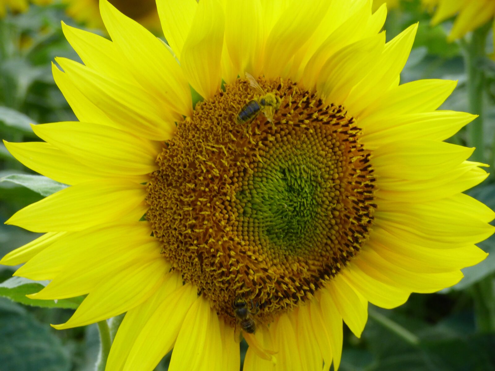 Panasonic DMC-FZ72 sample photo. Sunflower, flower, bee photography