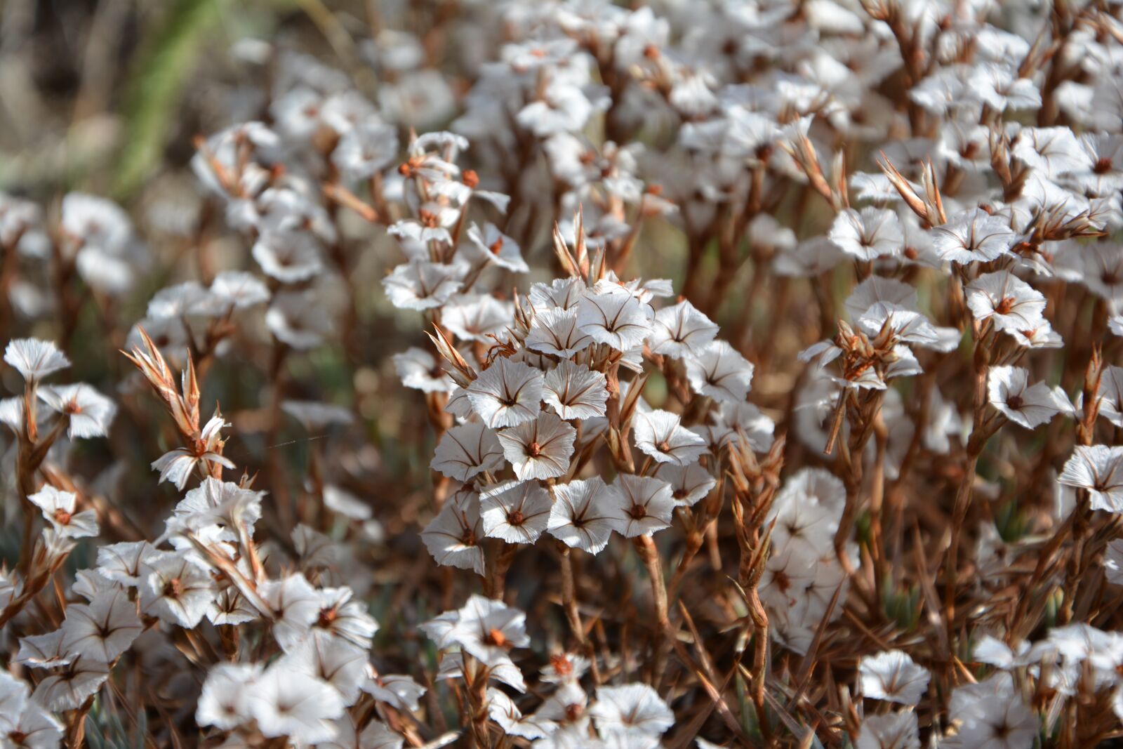 Nikon D7100 sample photo. Flower, nature, macro photography