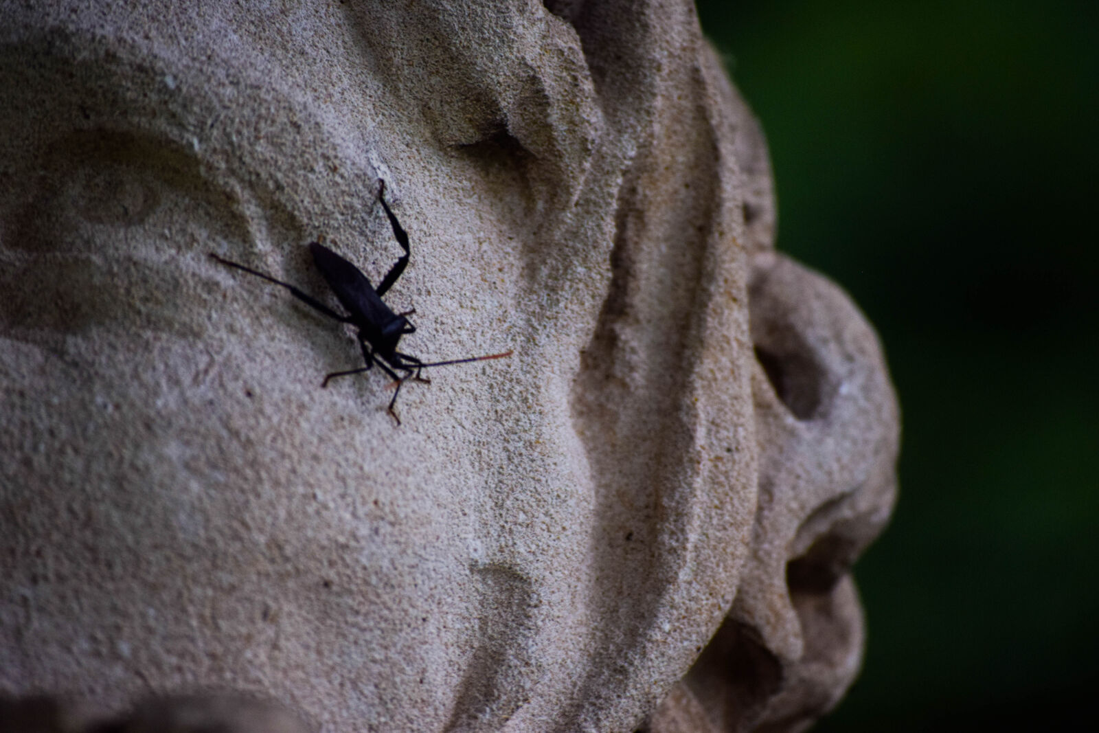 Nikon D3300 sample photo. Beatle, bug, statue photography