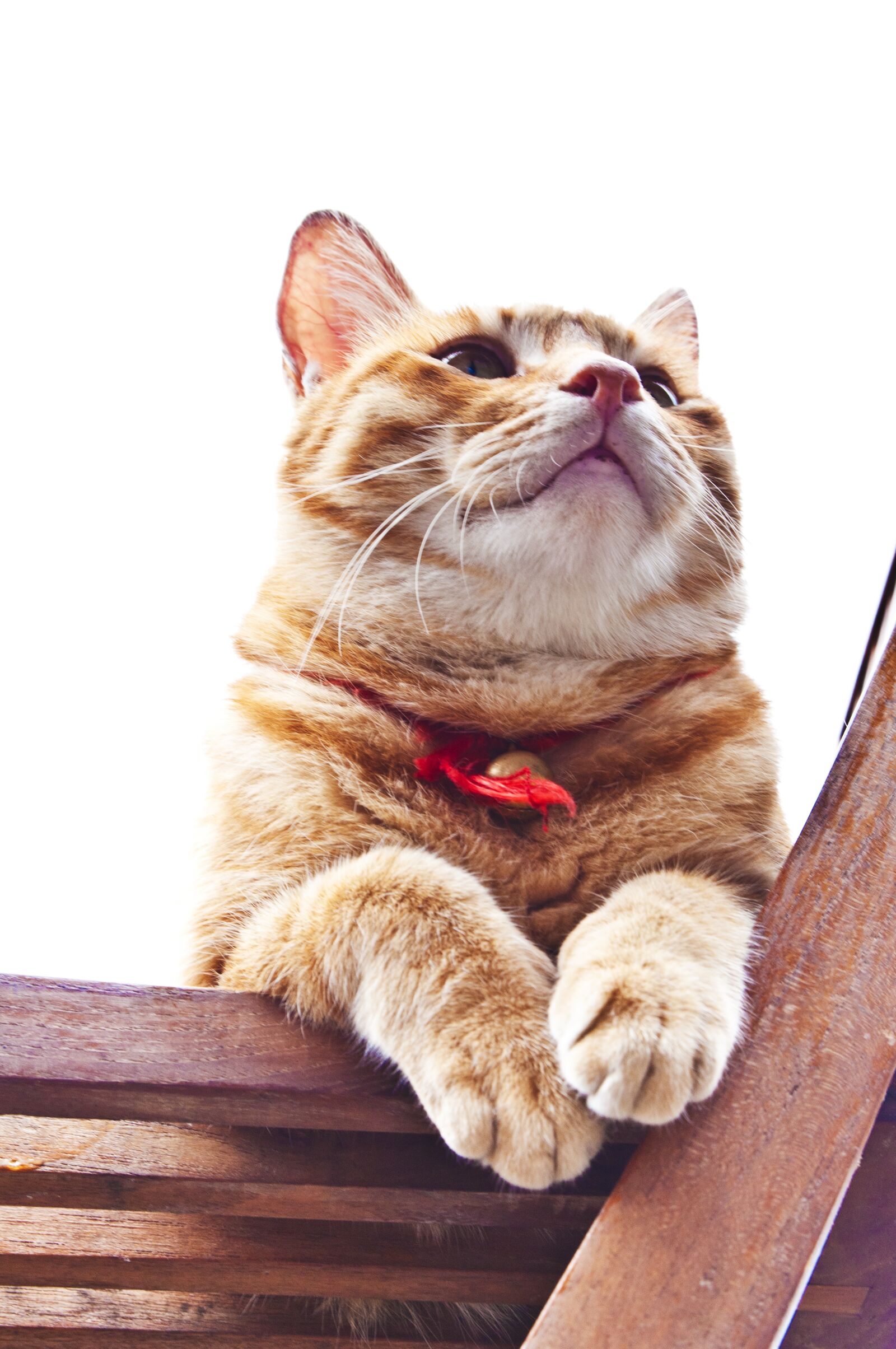 Nikon D300S sample photo. Cat, raccoon cat, feline photography