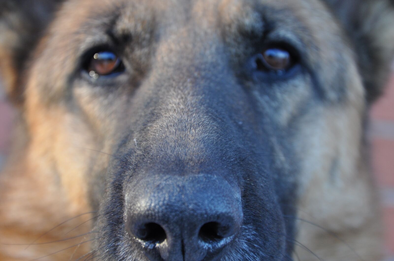 Nikon D90 sample photo. Dog, fur, view photography