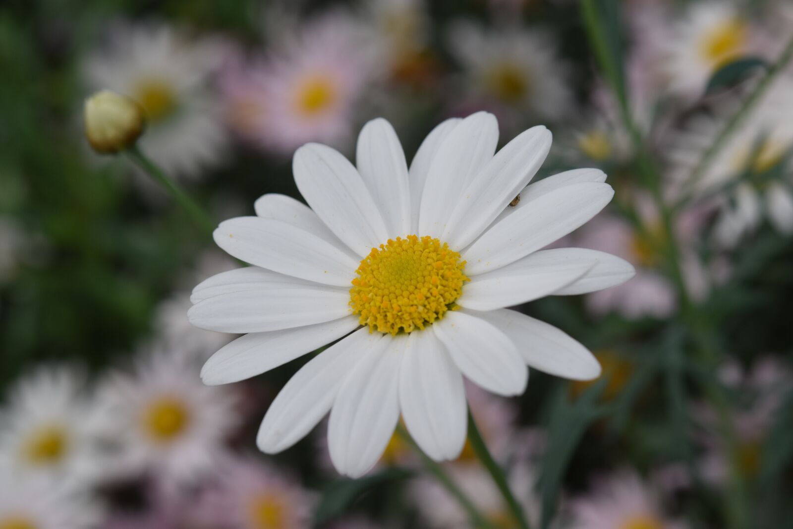 Nikon D5600 sample photo. Flower, flowers, white flower photography
