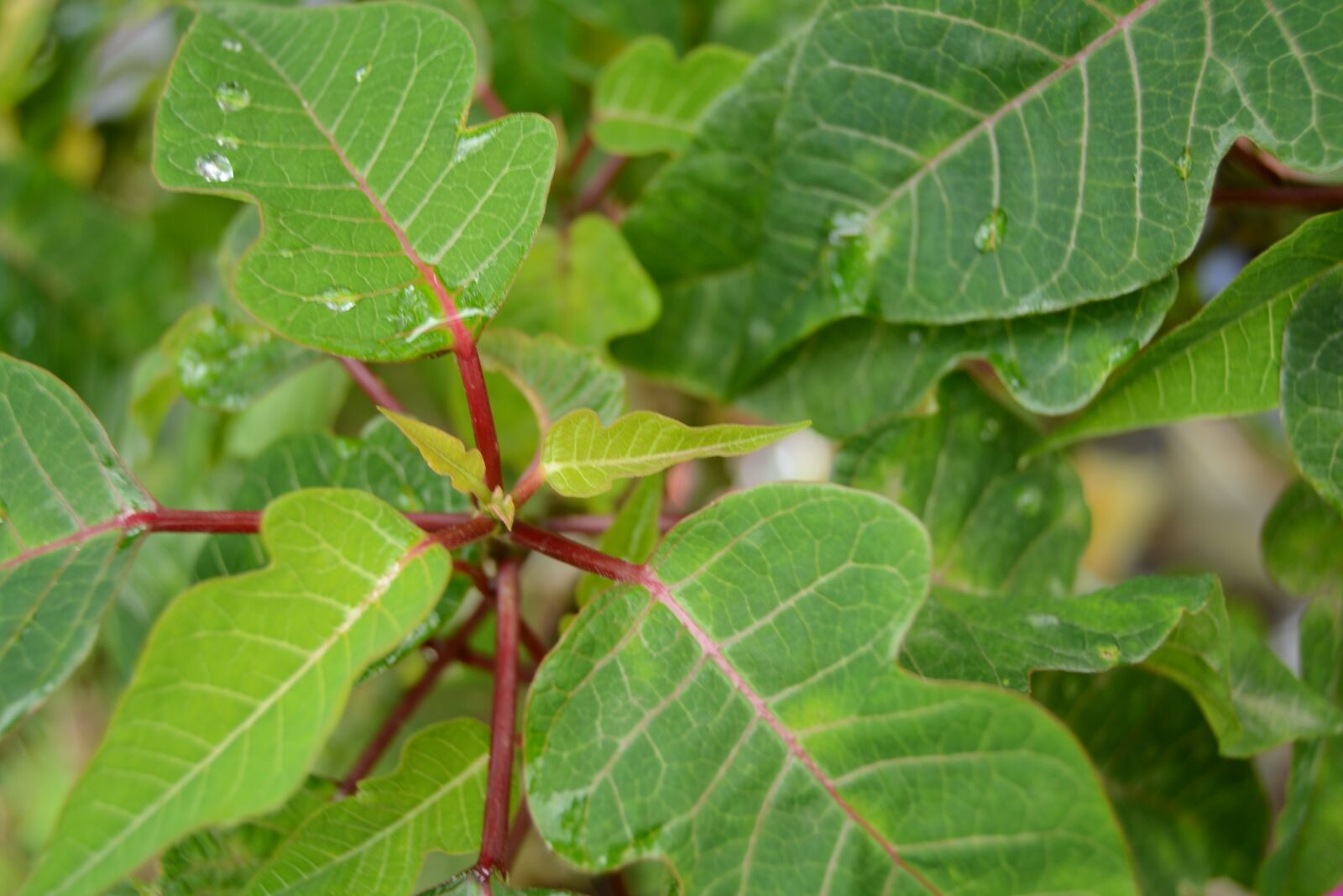 Nikon D3100 sample photo. Plant, green leaves, plant photography
