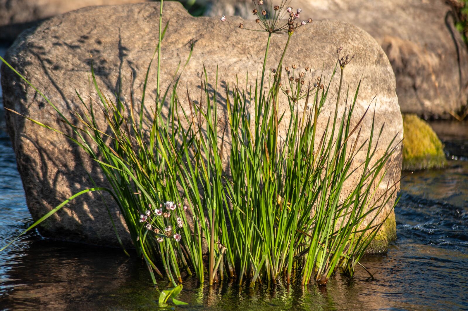 Nikon D700 sample photo. Reed, blossom, bloom photography