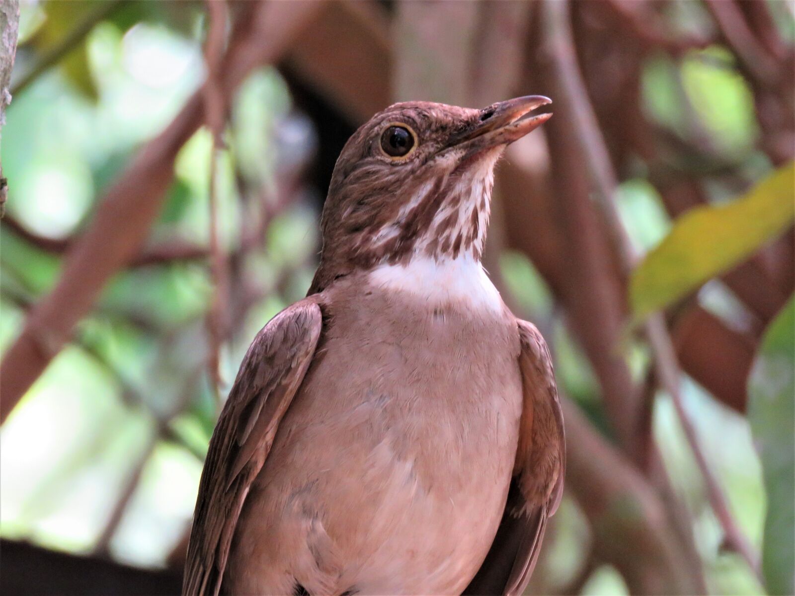Canon PowerShot SX60 HS sample photo. Bird, nature, fauna photography