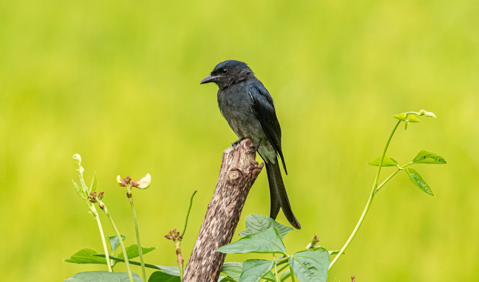 Nikon D850 sample photo. Bird, swallow, black photography