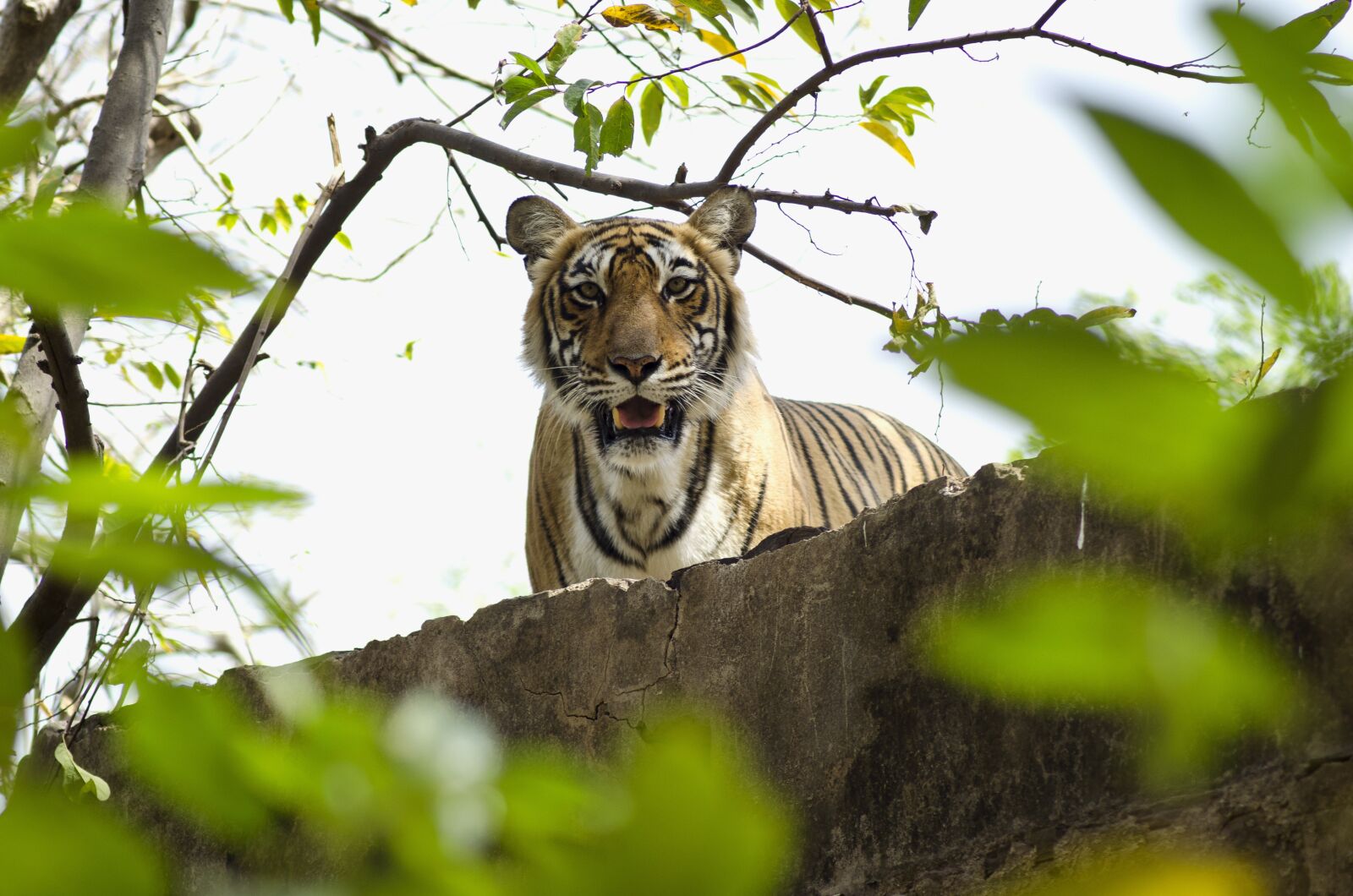 Nikon D5100 sample photo. Tiger, jungle, forest photography