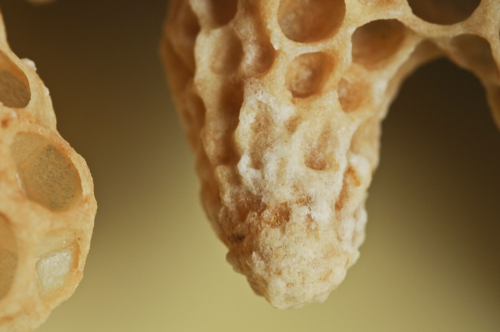 Nikon D90 sample photo. Bees, queen cell, queen photography