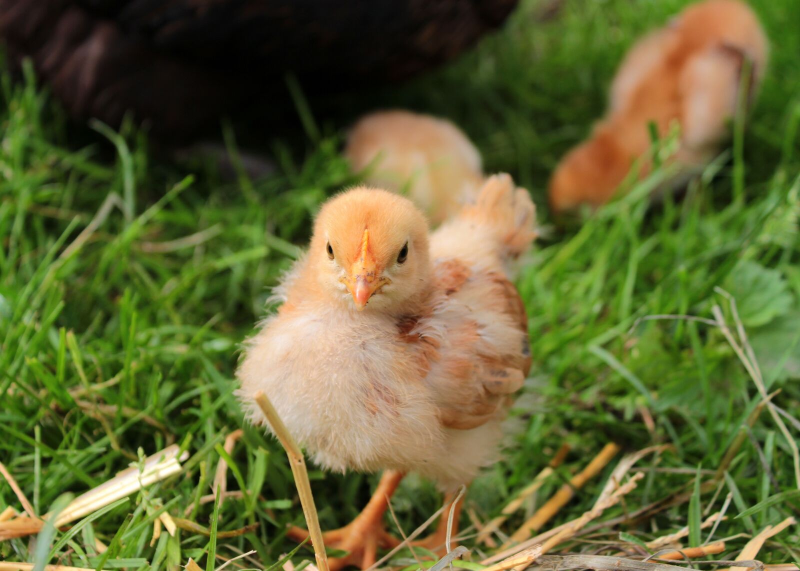 Canon EOS 650D (EOS Rebel T4i / EOS Kiss X6i) sample photo. Chicks, yellow, cute photography