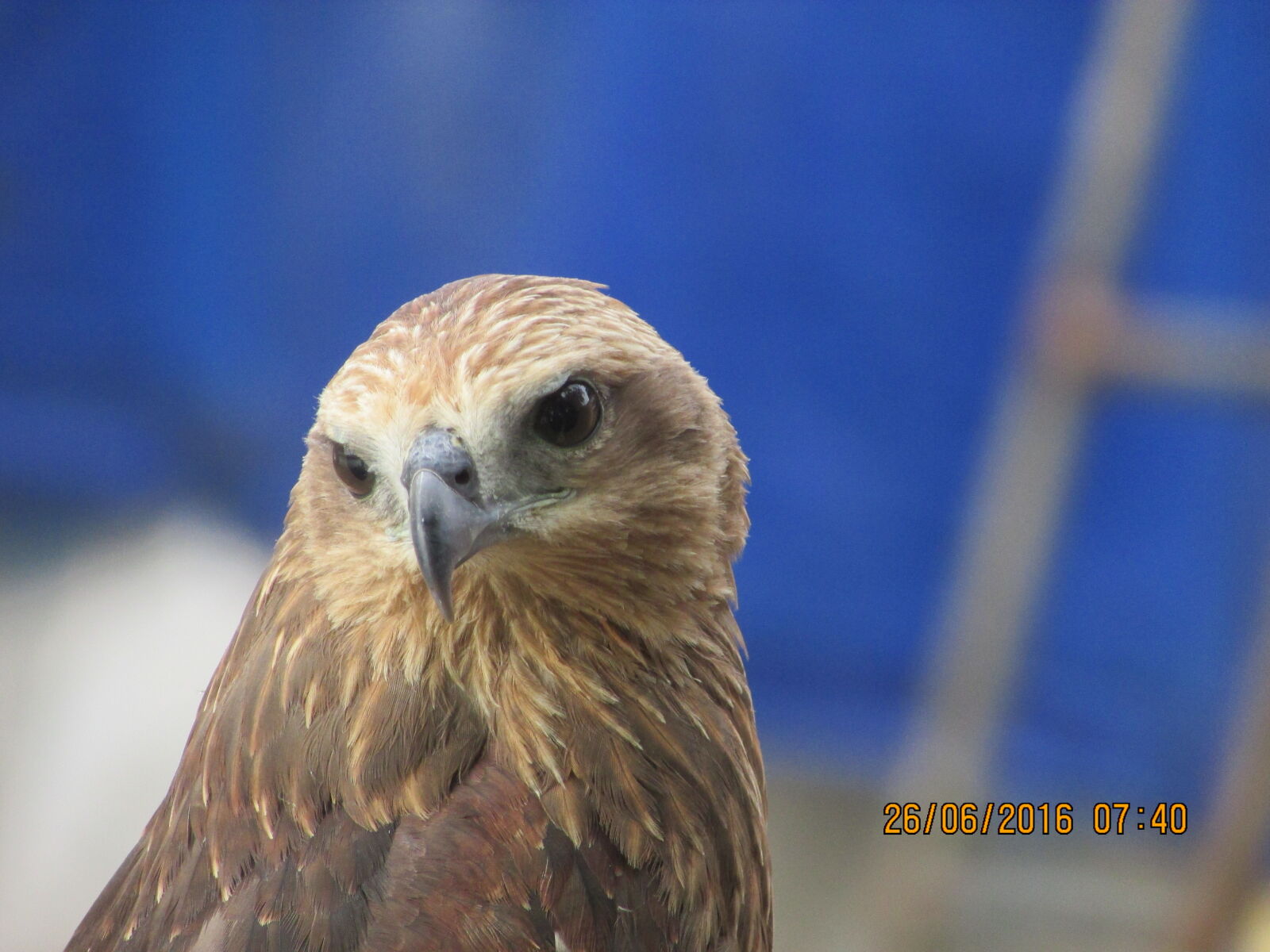 Canon PowerShot SX400 IS sample photo
