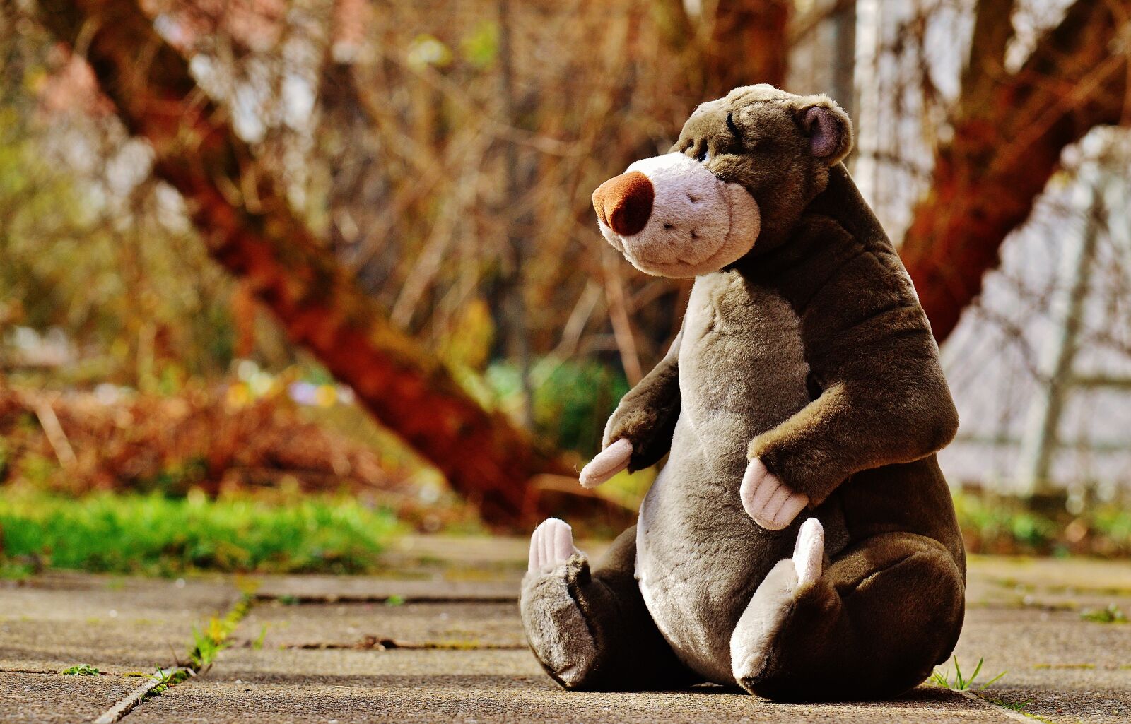 Nikon D3200 sample photo. Bear, soft toy, disney photography