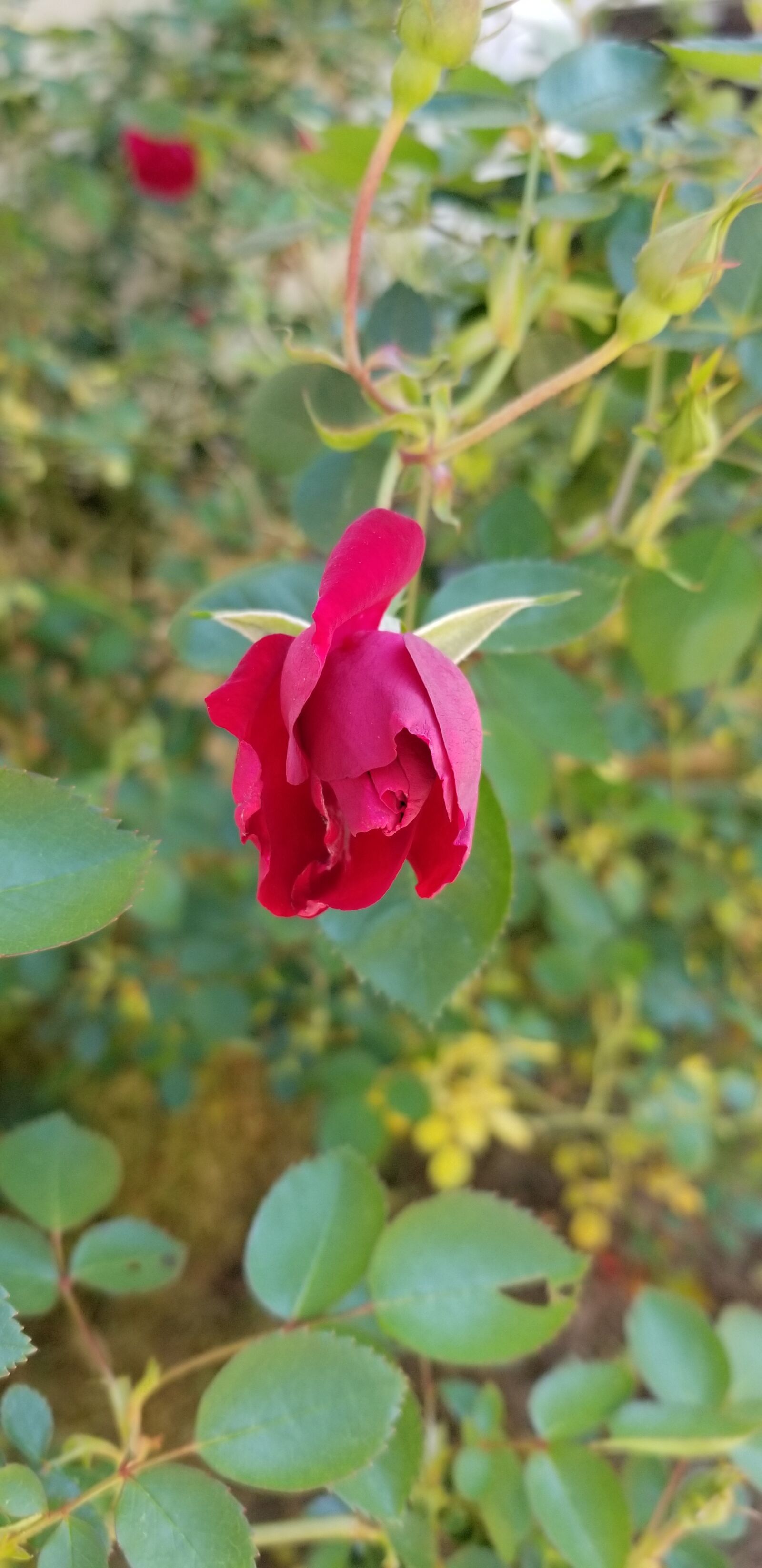 Samsung Galaxy S8 sample photo. Rose, rose bud, flower photography