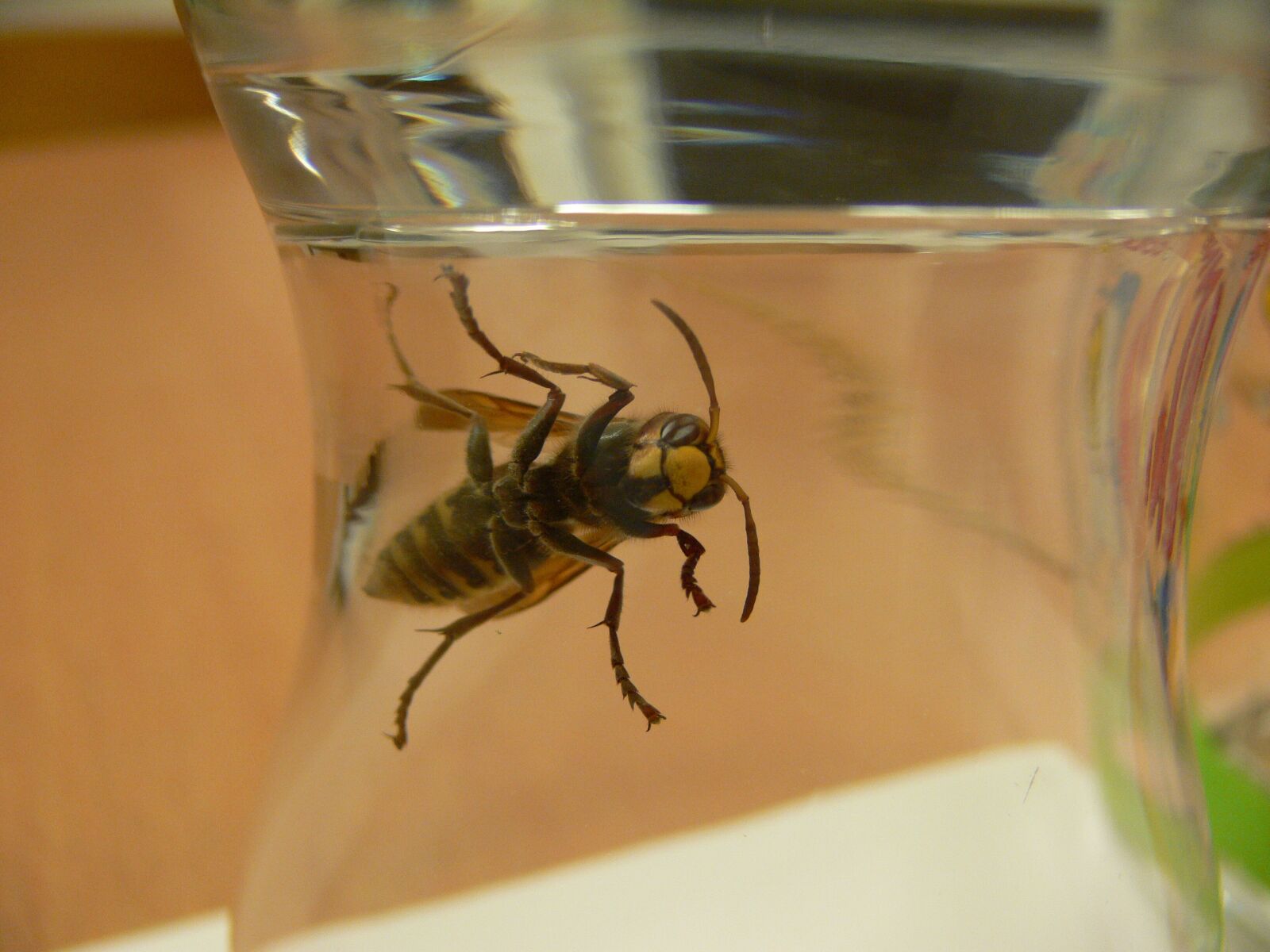 Panasonic DMC-FZ30 sample photo. Bee, glass, wasp photography