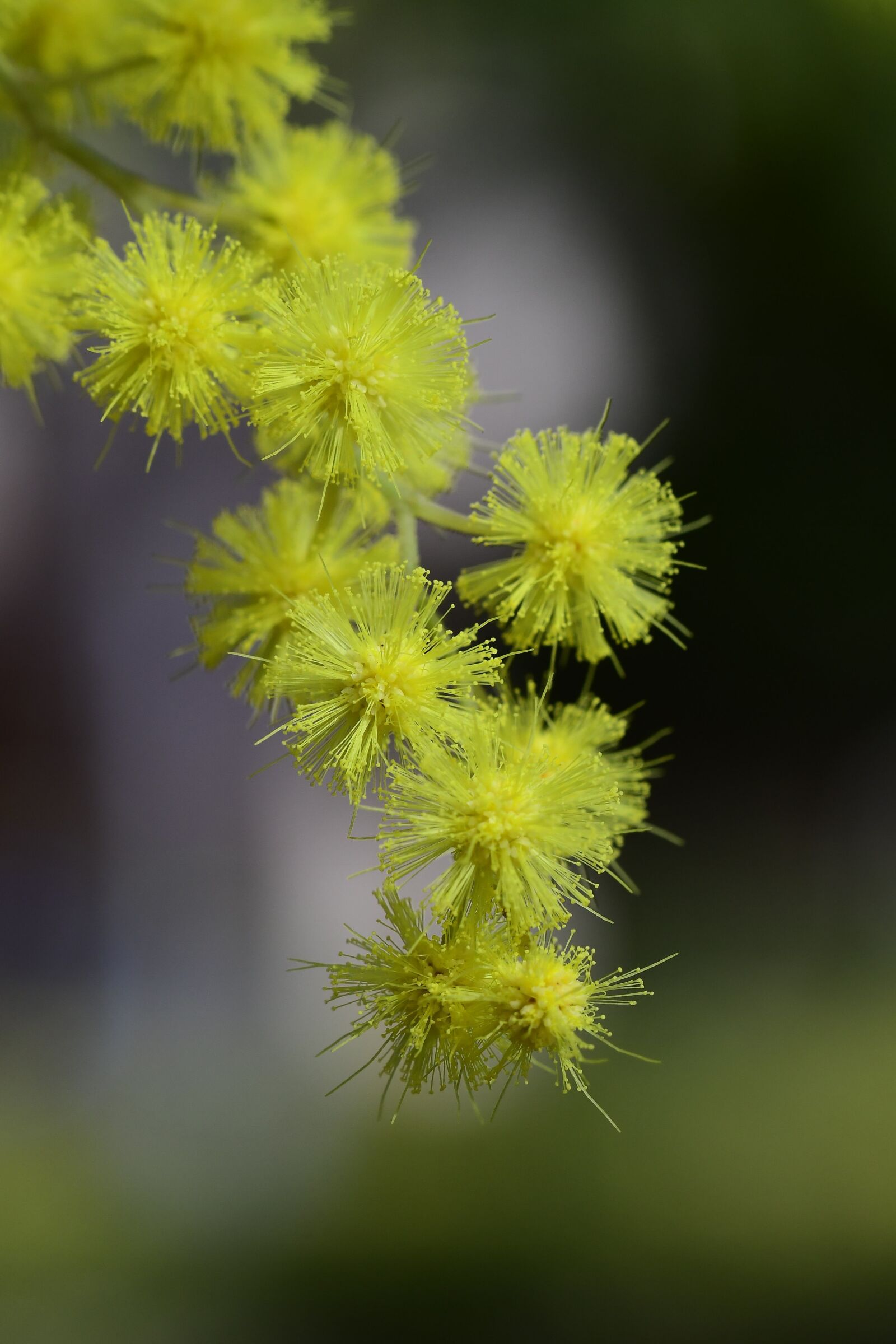Nikon D500 sample photo. Yellow, flowers, nature photography