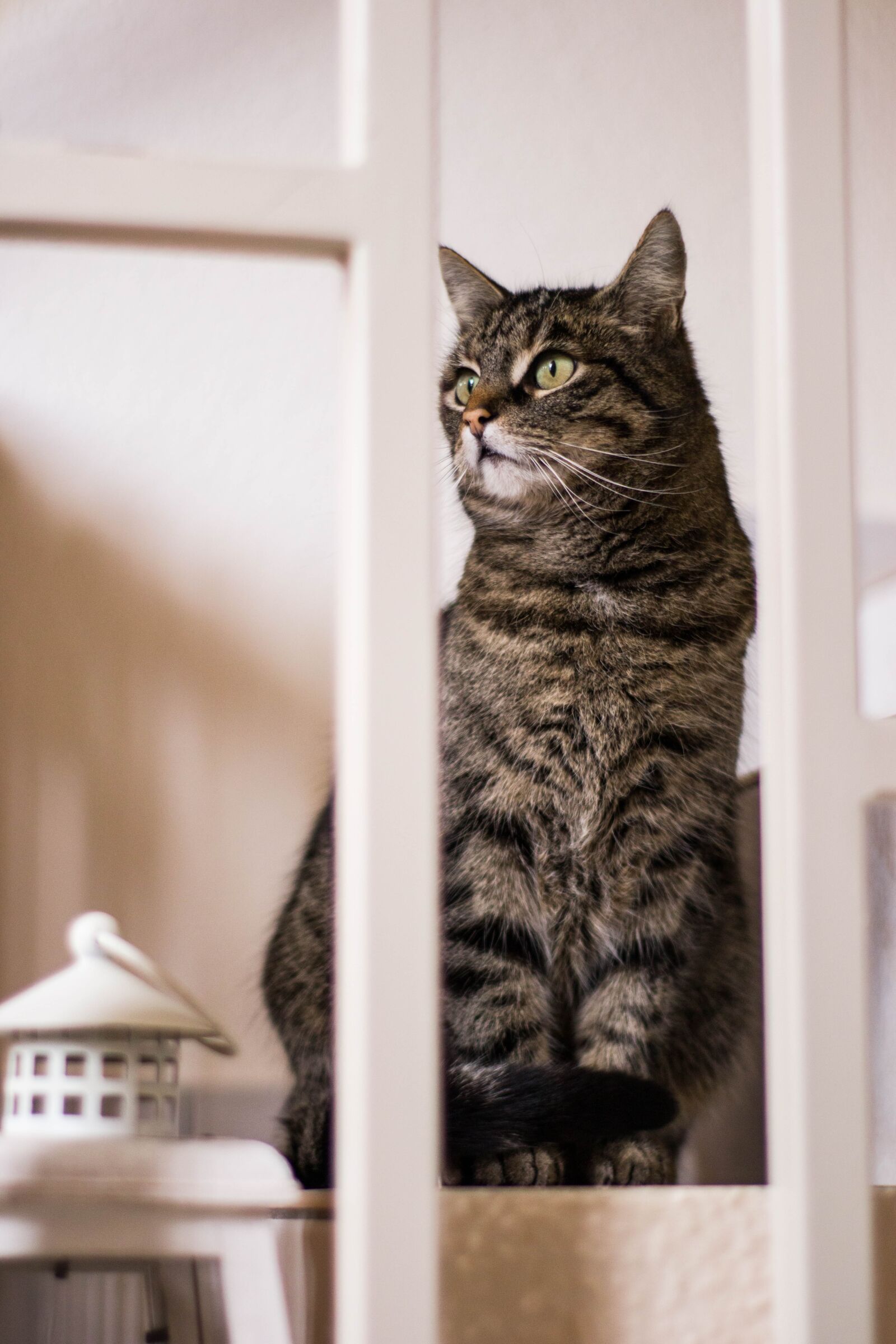 Canon EOS M50 (EOS Kiss M) sample photo. Cat, animals, kitten photography